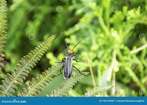 Black Insect With Orange Head Eating Green Leaves Stock Image Image