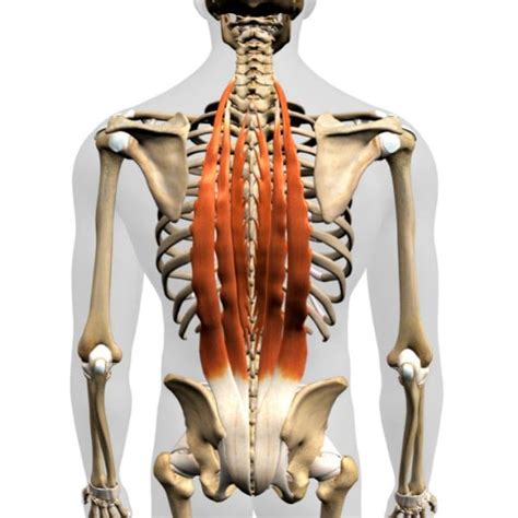Erector Spinae Muscles Key To Spine Health