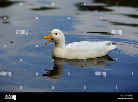 Duck Beak High Resolution Stock Photography And Images Alamy