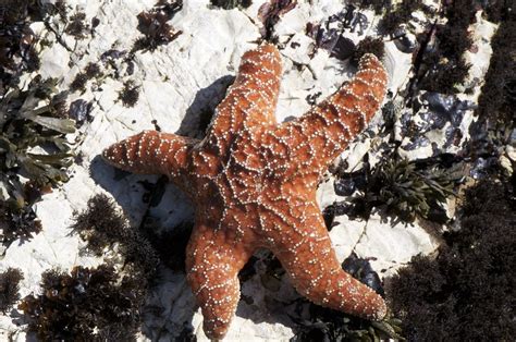 Pacific Sea Star Pisaster Ochraceus Has Three Color Phas Flickr