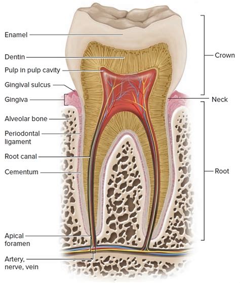 Periodontitis Causes Symptoms Complications Diagnosis And Treatment