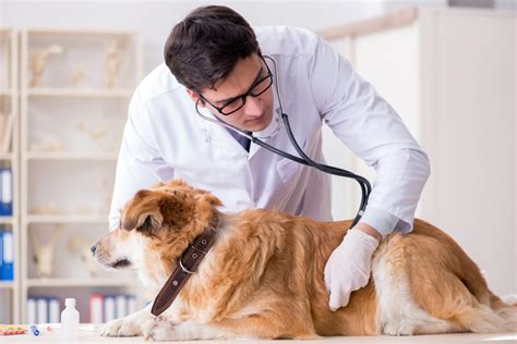 The course includes pet handling and grooming techniques that can provide a relaxing. Managing a dog with veterinary fear - PetProfessional