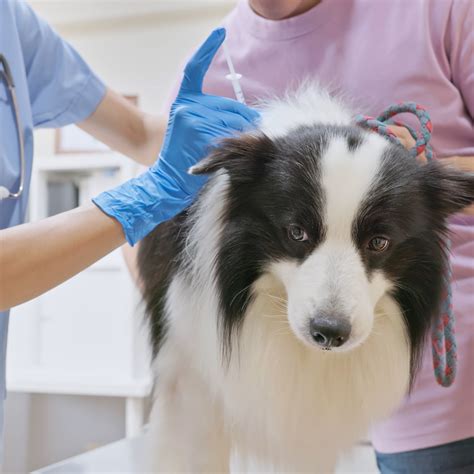 Using Sedation For Your Pets Medical Exam What To Know All