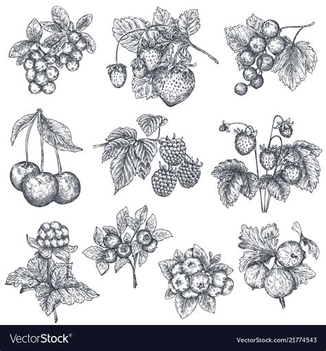 Collection Hand Drawn Sketched Berries Royalty Free Vector