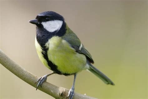 Great Tit Birdwatch Ireland