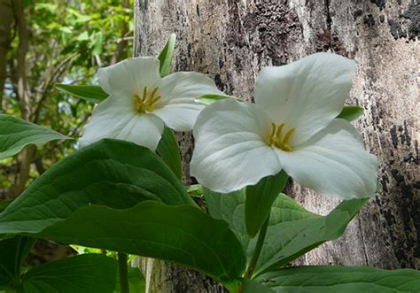 The Best Ohio State Flower Trillium Ideas Goherbal