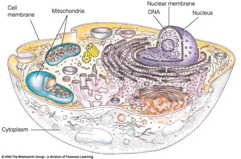 This will be repeated to display how the different rooms of a house have different purposes, like the garage that stores cars and items, and the home gym used for fitness. MTRJ's Mastermind Cells / Organelles and their purpose