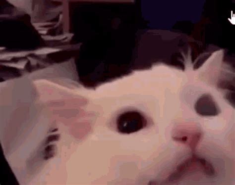 Thurston Waffles Meow  Thurstonwaffles Meow Scream Discover
