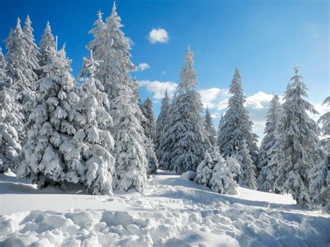 Winter Landscape In Romanian Bucegi Mountains Stock Image Image Of