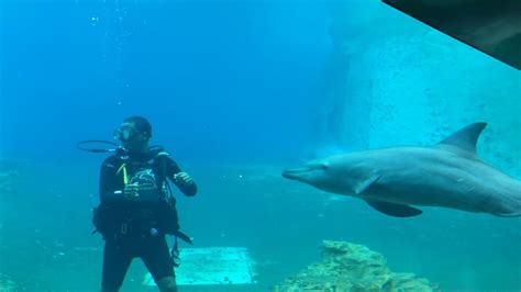 Dolphin Show Sea Aquarium Resorts World Sentosa Singapore Youtube
