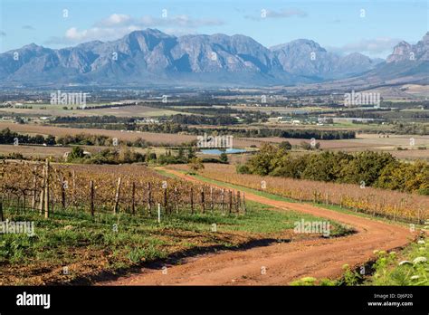 South Africa Paarl Area Near Cape Town Scenic Landscape Vineyard In