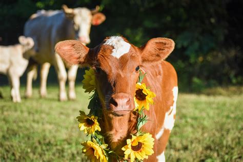 Bottle calf photography Cows, Photo Shoot, Calves, Organization, Bottle