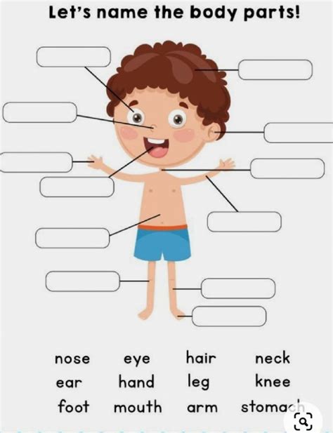 Vocabulary worksheet containing body parts vocabulary. Learning about Body Parts worksheet