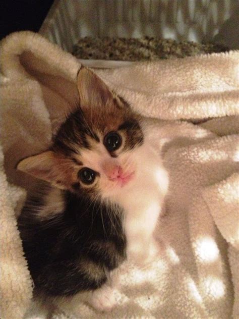 Thank you for your understanding and the ongoing support! Adopt Baby Kittens(all colors) on Petfinder | Baby kittens ...