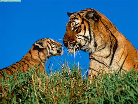 Tabla de contenidos 1 características de los tigres 1.1 origen y evolución 2 dónde viven los tigres dentro de las subespecies, el tigre de sumatra es la más pequeña con 2.30 metros de longitud. Tigres en HD - Taringa!