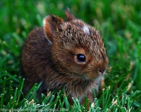 Download Cute and funny pictures of animals 64. Bunnies 8.