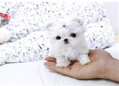 It comes in white coat and it is very sweet due to its expressive eyes and nice face. Supper Tiny Teacup Maltese Puppies For Sale