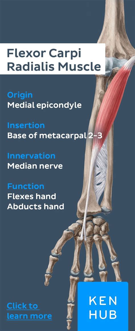 Superficial anterior forearm muscles | Human anatomy and physiology