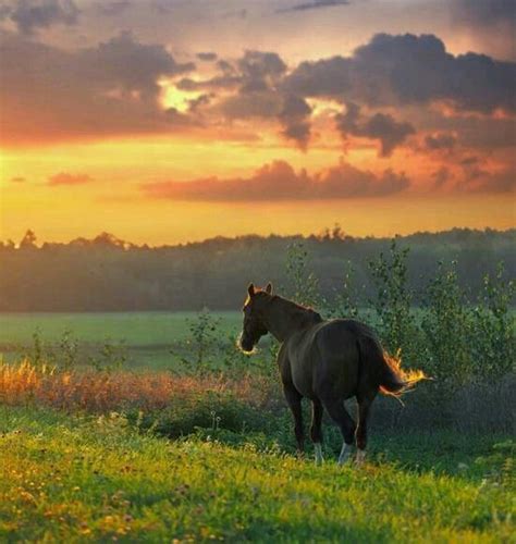 Galloping Into The Sunset Horses Beautiful Horses Horse Love