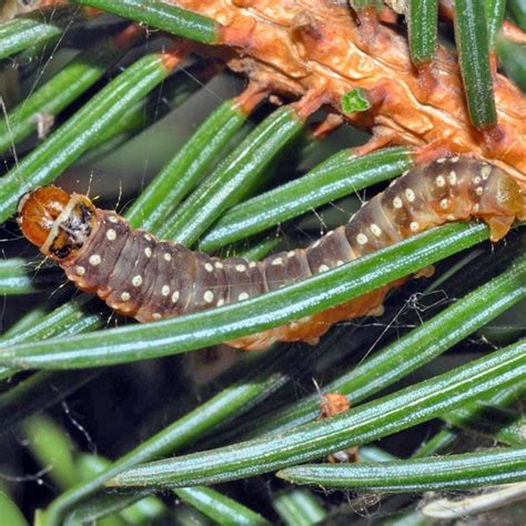 As a result, producers are forced to apply more stringent pest control just so they will have a marketable. How to Get Rid of Spruce Budworm (Management) | Planet Natural