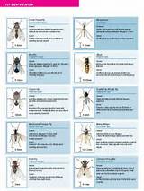 Images of Uk Pest Identification