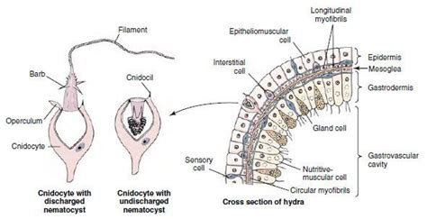 Structure Of A Stinging Cell Cnidaria Epidermis Jellyfish