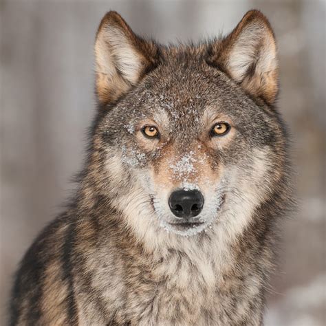 Wolf Reintroduction 101 Denver Zoo