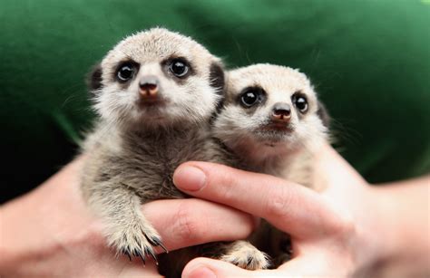Meerkats Cutest Baby Animals Zimbio