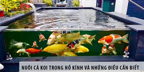 Nuôi Cá Koi Trong Hồ Kính Và Những Yếu Tố Kỹ Thuật Cần Biết