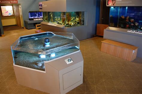 Check spelling or type a new query. Our sandy bottom touch tank is full of exciting animals ...