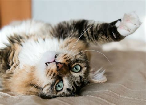 Trombocitopenia inmunomediada en perros estuviera asociado a recientes vacunaciones, ya que no se conocía a profundidad el historial de vacunación de los perros participes. Bajo recuento de plaquetas en gatos | Mascota Wiki