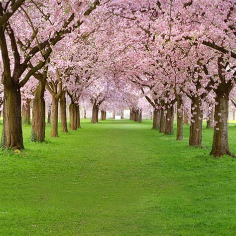 Laeacco Spring Flowers Tree Green Pathway Scenic Photography