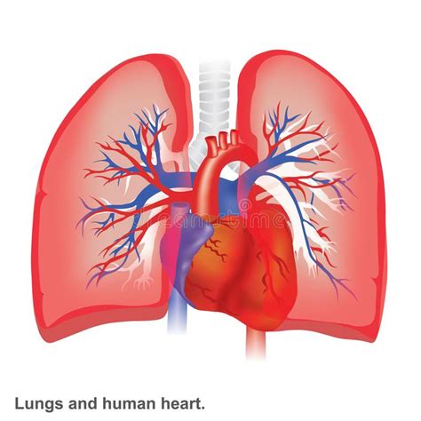 Lungs Anatomy Stock Illustration Illustration Of