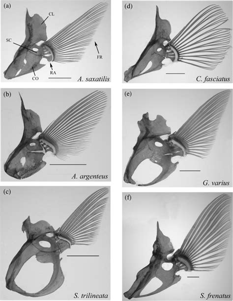 Diversity Of Pectoral Fin Skeleton And Fin Shape In Six Fish Species