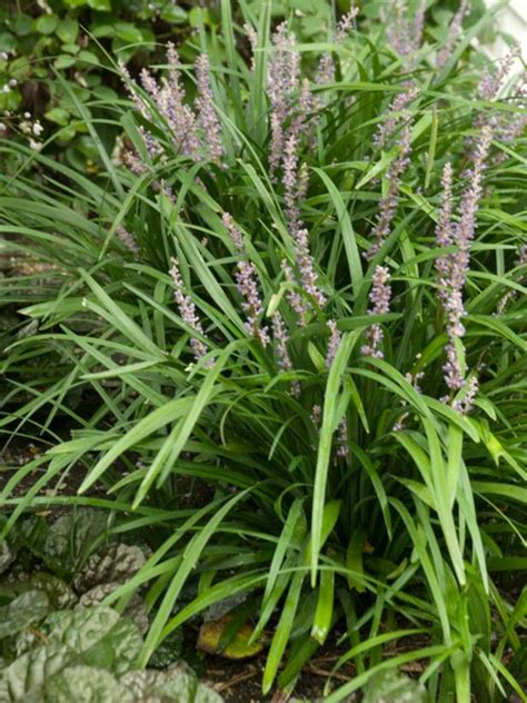 Janet craig plants filter toxins including: The Best Low-Maintenance Plants for Your Landscape | DIY