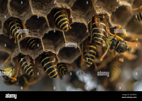 Wasp Nest With Its Dangerous Inhabitants Wasps Macro Photography Stock