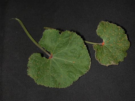 Hollyhock Rust Puccinia Malvacearum Plant And Pest Diagnostics