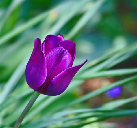 Purple Tulip Photograph By Martin Morehead