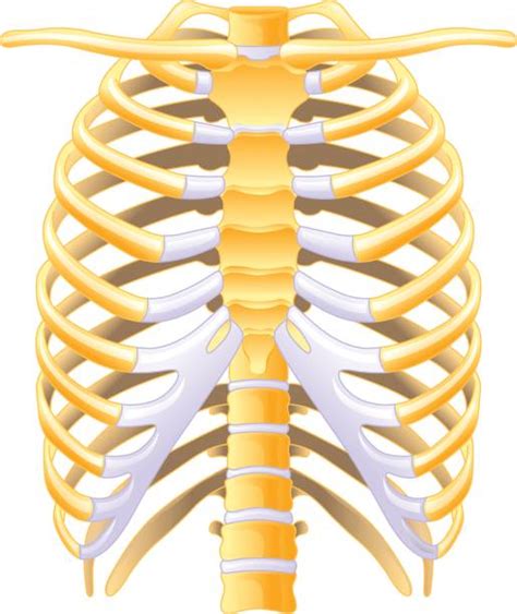Royalty Free Rib Cage Clip Art Vector Images And Illustrations Istock