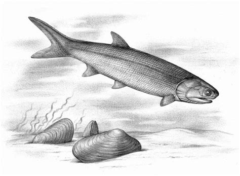 Permian Fish And Molluscs By Biarmosuchus On Deviantart Prehistoric