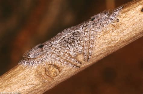 Maybe you would like to learn more about one of these? Can you spot the camouflaged 'wrap-around' spider on a ...