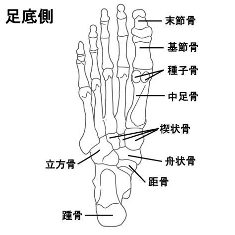 【基礎から学ぶ】足の骨【解剖学】 - PTOT国家試験対策ブログ