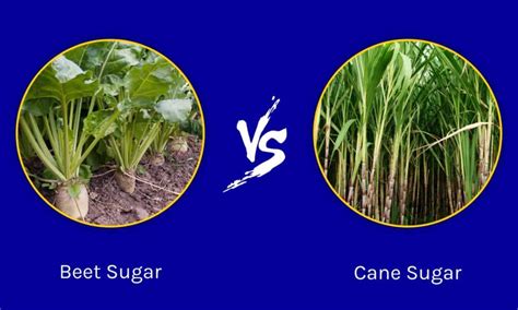 Beet Sugar Vs Cane Sugar 5 Key Differences Wiki Point