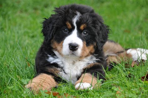 Cute Overload Bernese Mountain Dog Puppies — Animal Hearted Apparel