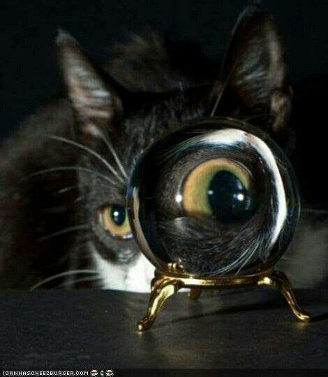 Volvemos al complicado partido del bangú. Pin by Michelle Raposo on kitties | Pretty cats, Crazy ...