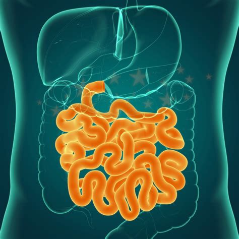 All About The Small Intestine Moomoomath And Science