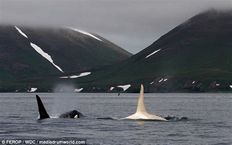 Breathtakingly Beautiful And Very Rare Albino Killer Whale Is Finally