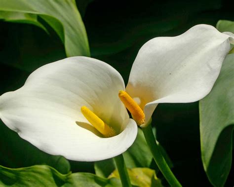How To Grow The Arum Lily From Seed The Garden Of Eaden