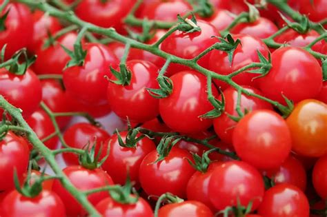 How To Plant And Grow San Marzano Tomatoes Gardensofmine