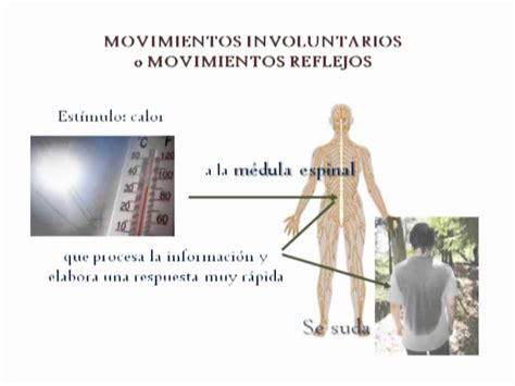 El Blog De Ciencias De 6º Movimientos Voluntarios Y Reflejos